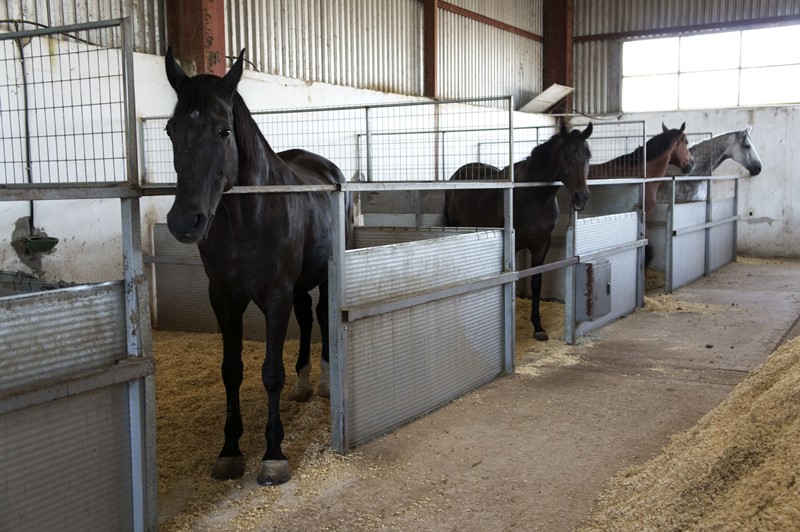 Omvang Terbeschikkingstelling