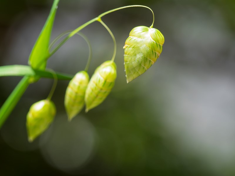 Kort Kijken, Hoog Schatten: Het Hof Fluit De Inspecteur Terug